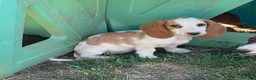 Dachshund dogs for sale: Posy  - Ad 1
