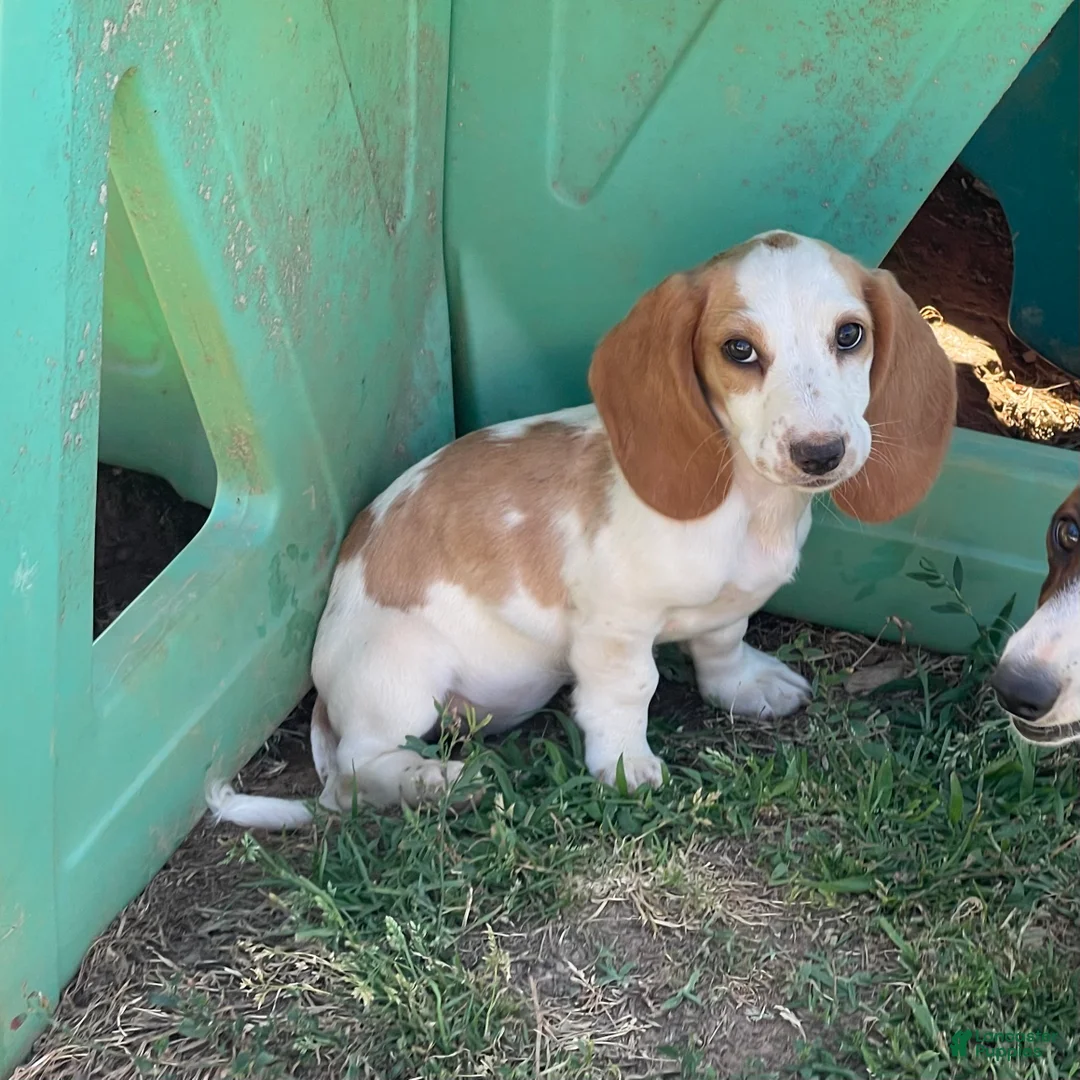 Dachshund dogs for sale: Posy  - Ad 1