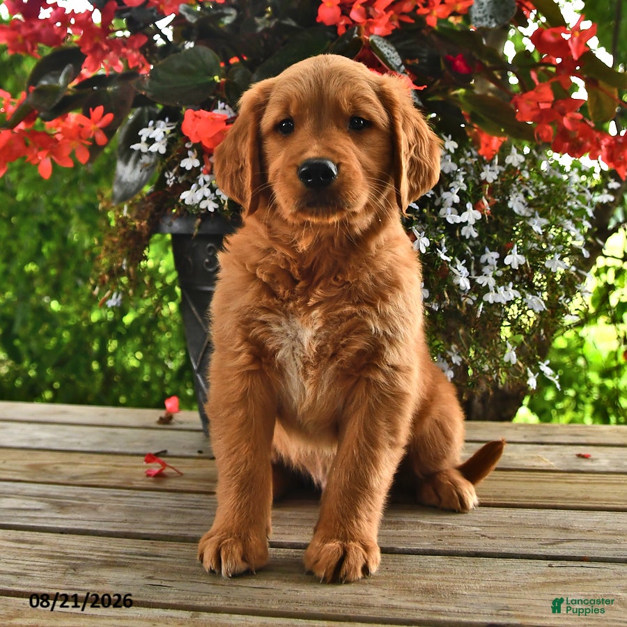 Golden Retriever dogs Oscar - Ad 1