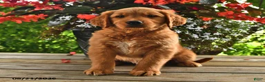 Oscar