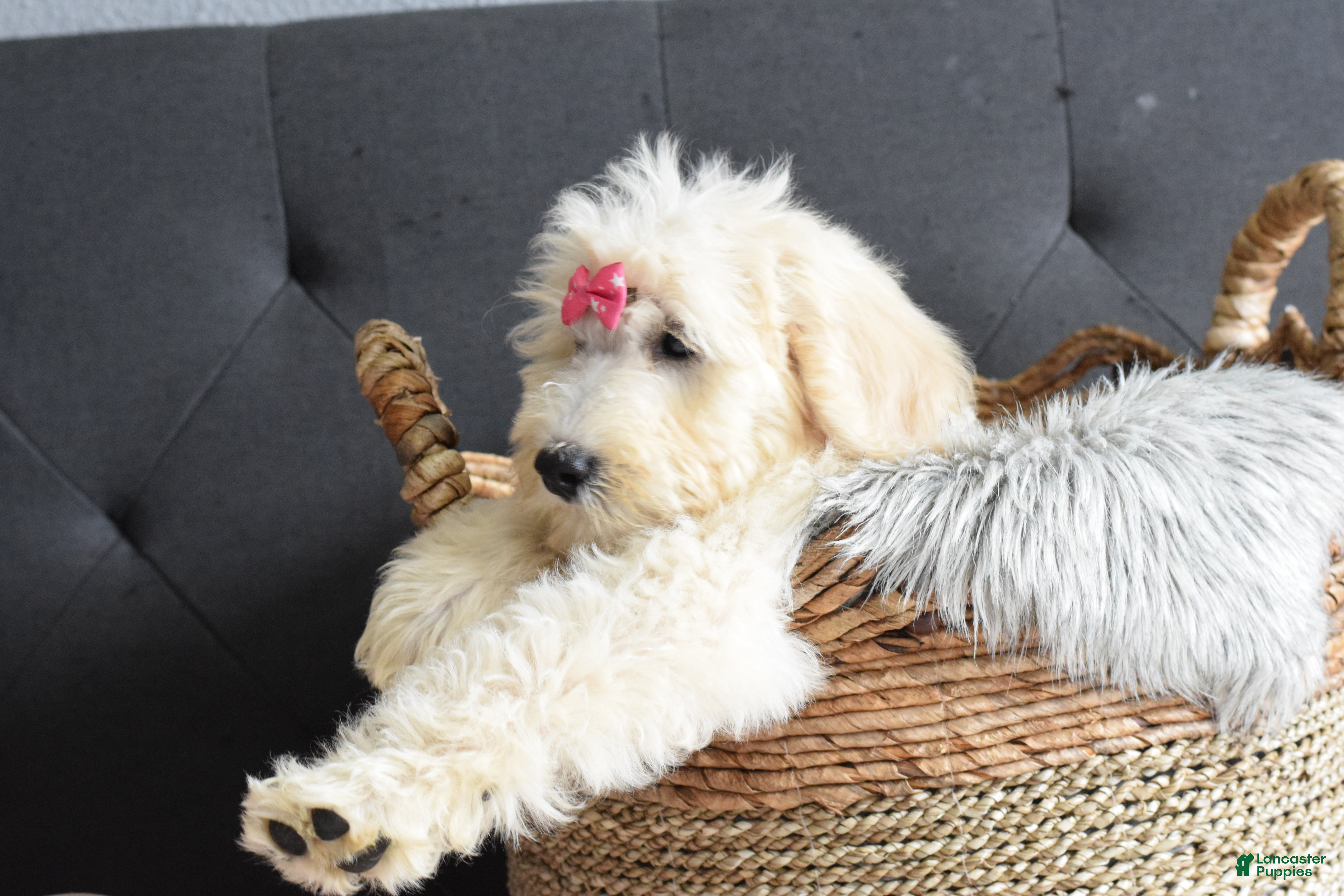 Goldendoodle dogs Goldendoodle Puppy 7 - Ad 2