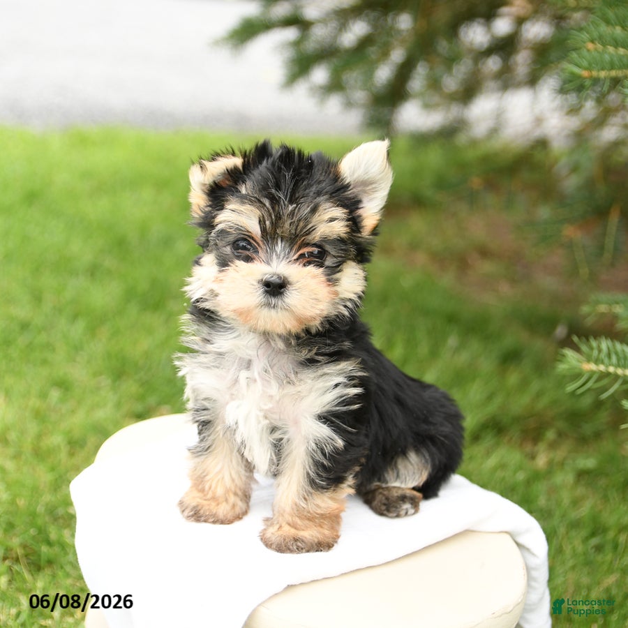 Morkie dogs Baxter - Ad 2