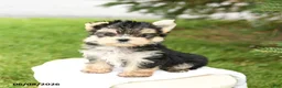 Morkie dogs for sale: Baxter - Ad 2