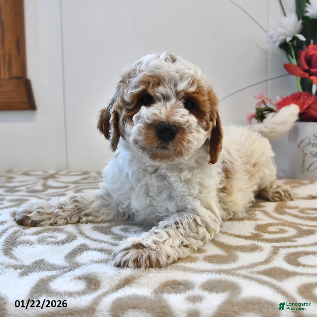 Mini Goldendoodle dogs for sale: Captain - Ad 2