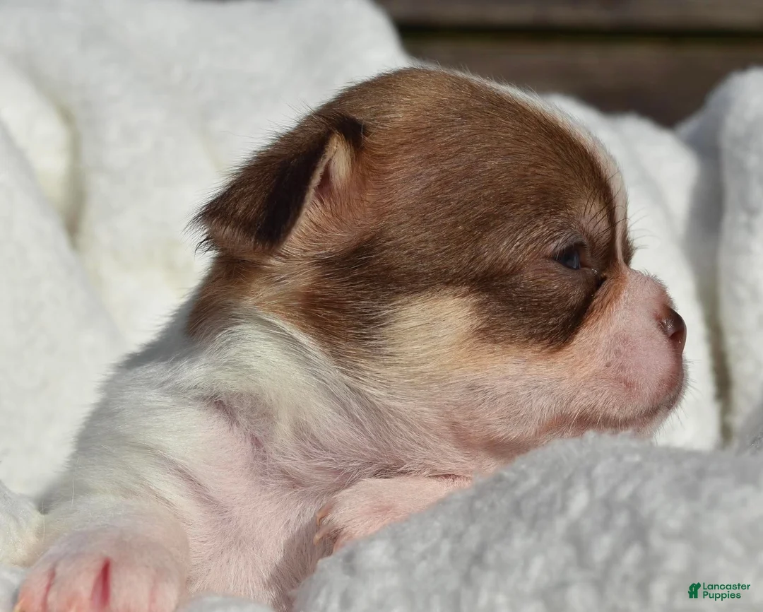 Chihuahua dogs for sale: Billy - Ad 2