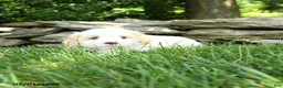 Maltipoo dogs for sale: Scooter - Ad 3