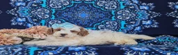 Miniature Poodle dogs for sale: Carissa - Ad 4
