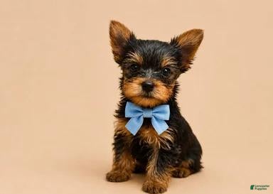 Yorkshire Terrier dogs Tom - Ad 37