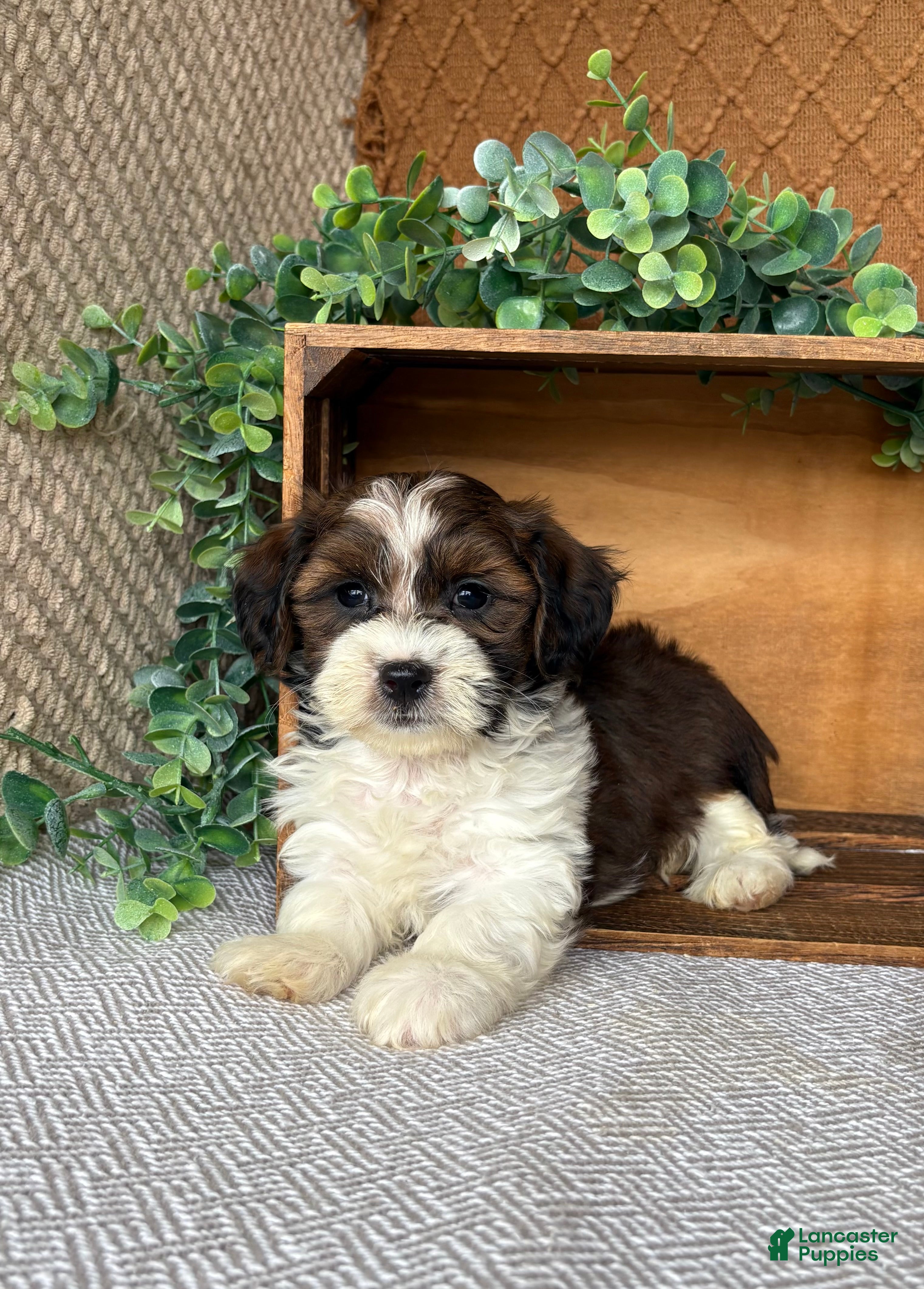 Havanese dogs Adam  - Ad 2
