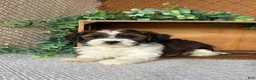 Havanese dogs for sale: Adam  - Ad 2