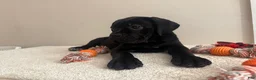 Cane Corso dogs for sale: Bella  - Ad 10