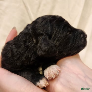 Mini Aussiedoodle dogs for sale: Lottie_Female Tri-Color - Ad 8