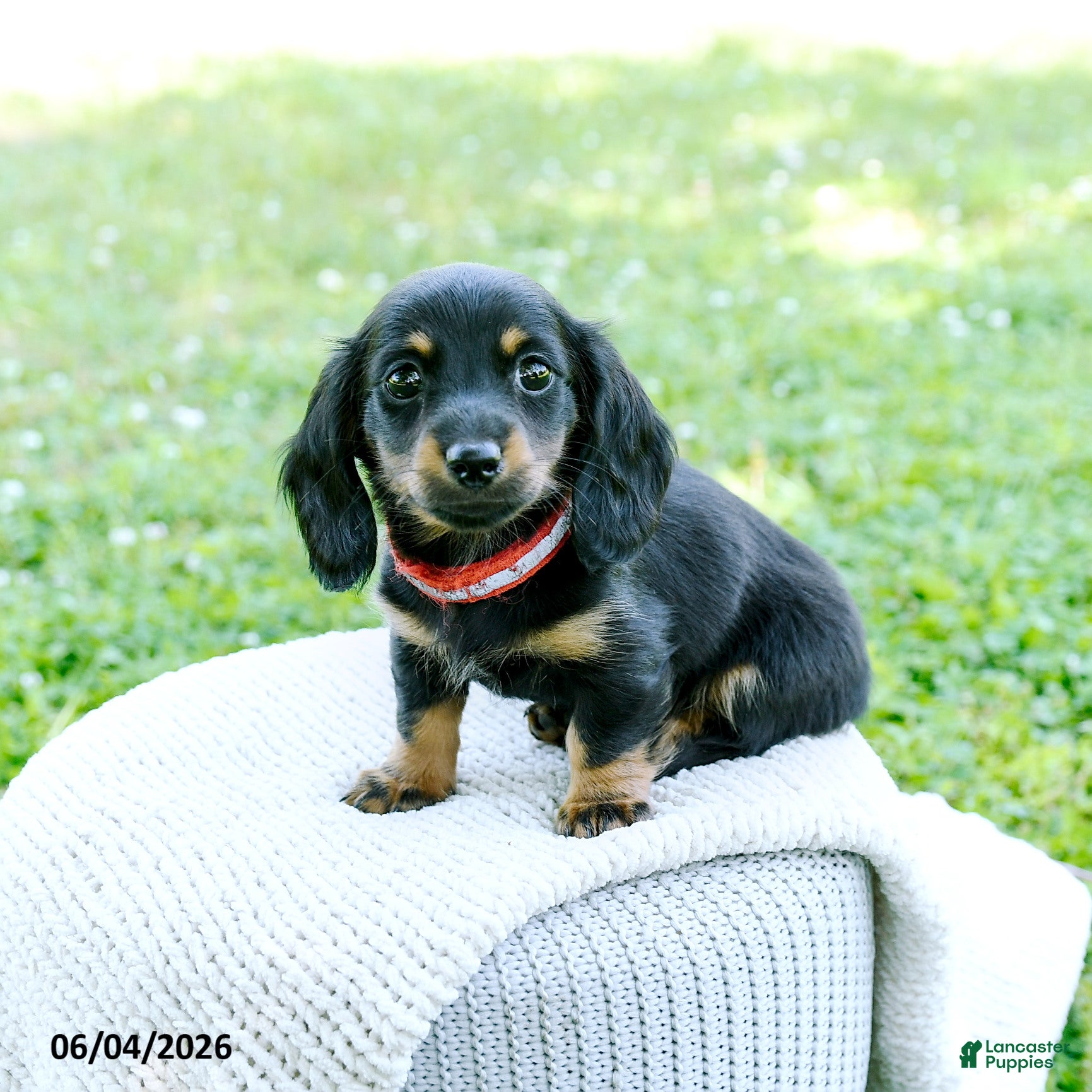 Miniature Dachshund dogs for sale: Dahlia - Ad 5