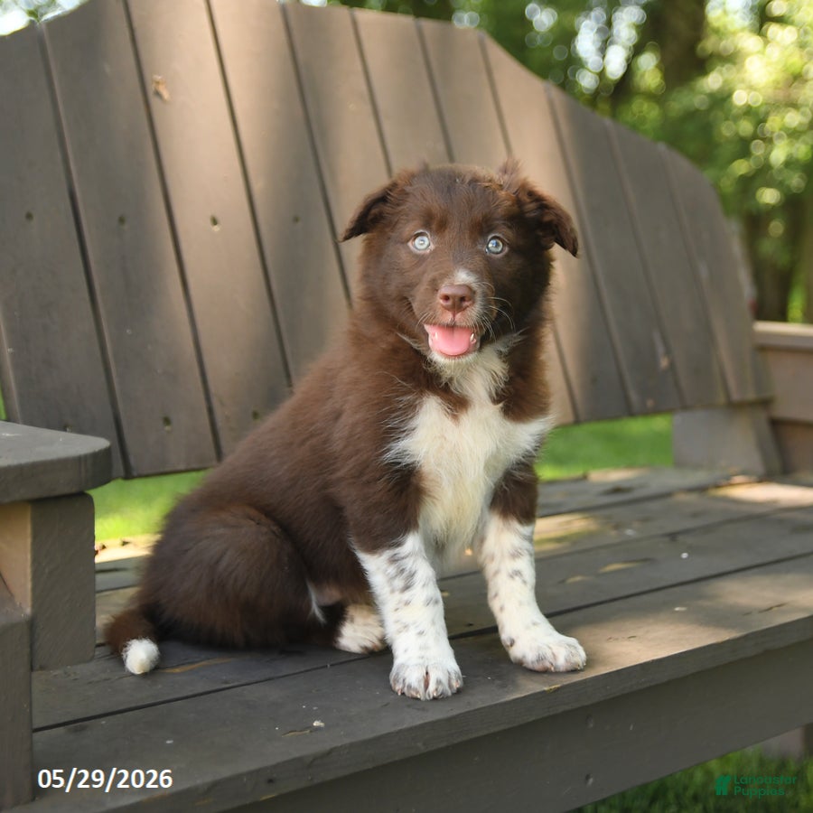 Border Collie dogs Meadow - Ad 2