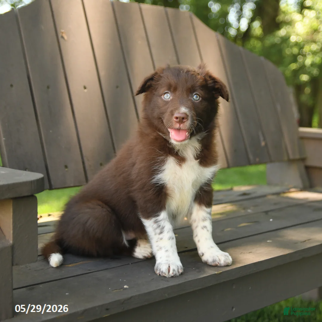 Border Collie dogs for sale: Meadow - Ad 2
