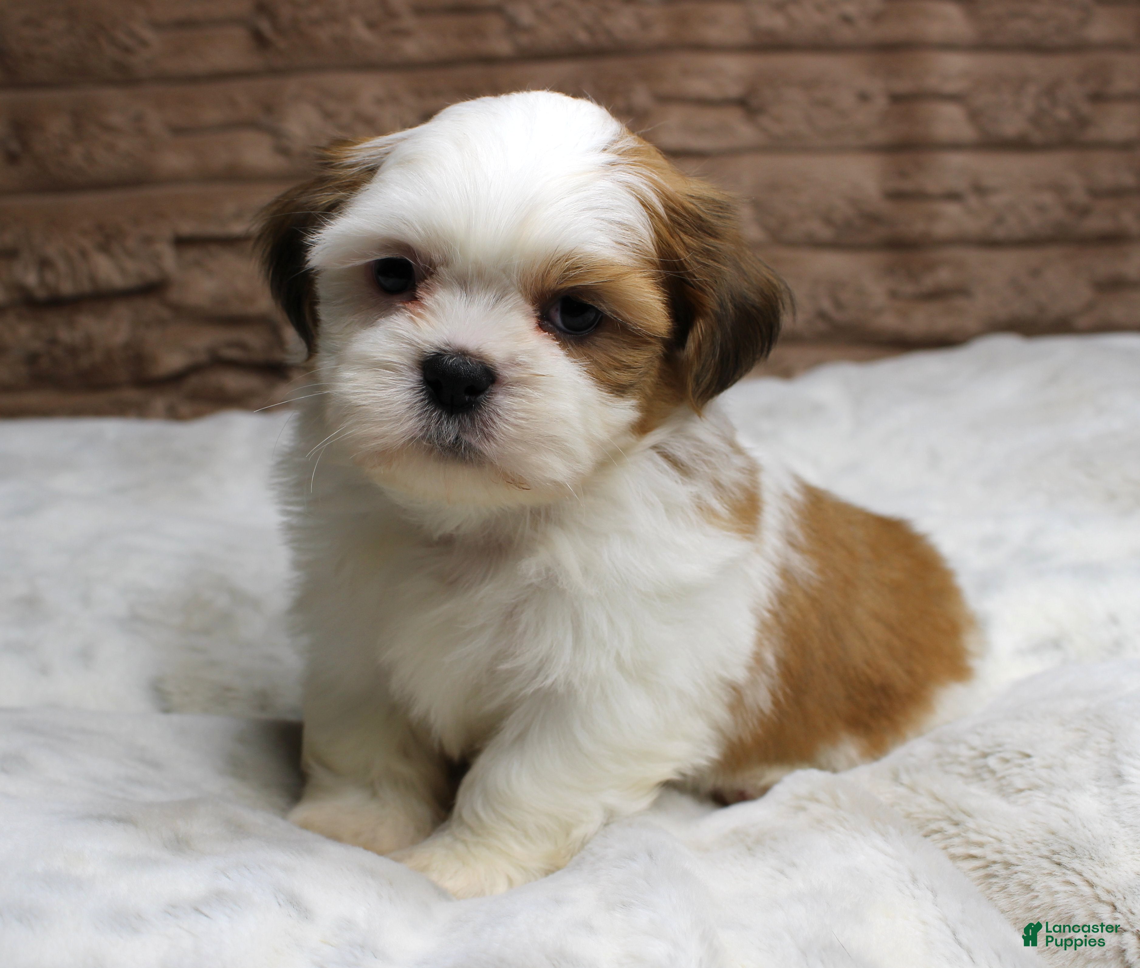 Shih Tzu dogs Bruno - Ad 9