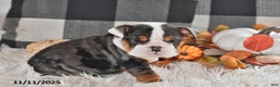 Olde English Bulldogge dogs for sale: Mila - Ad 9