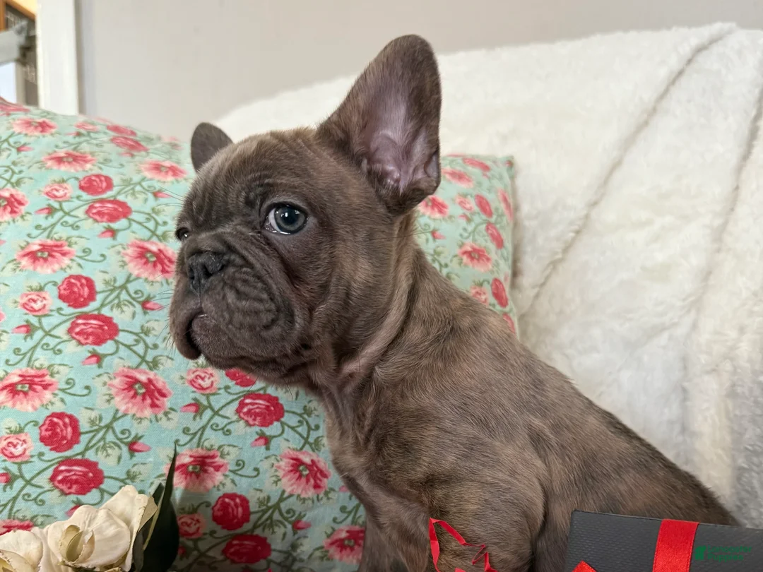 French Bulldog dogs for sale: Blue Brindle (Leo)  - Ad 2