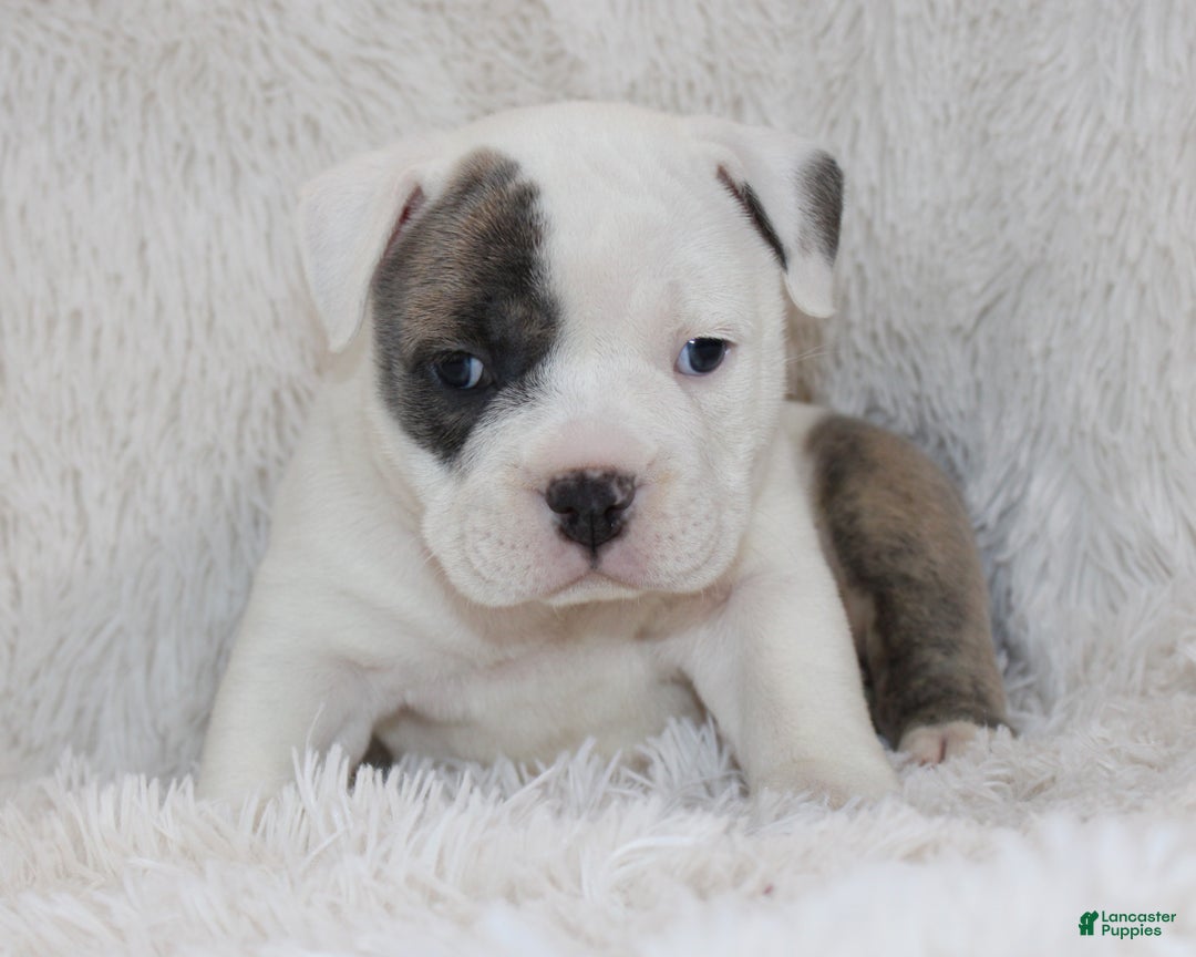 English Bulldog dogs for sale: Roza - Ad 5