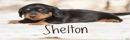 Miniature Dachshund dogs for sale: Shelton - Ad 1