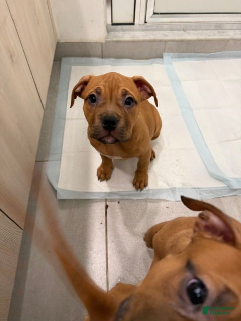 American Bully dogs Puppy 4 Female - Ad 1