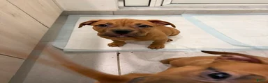 Puppy 4 Female