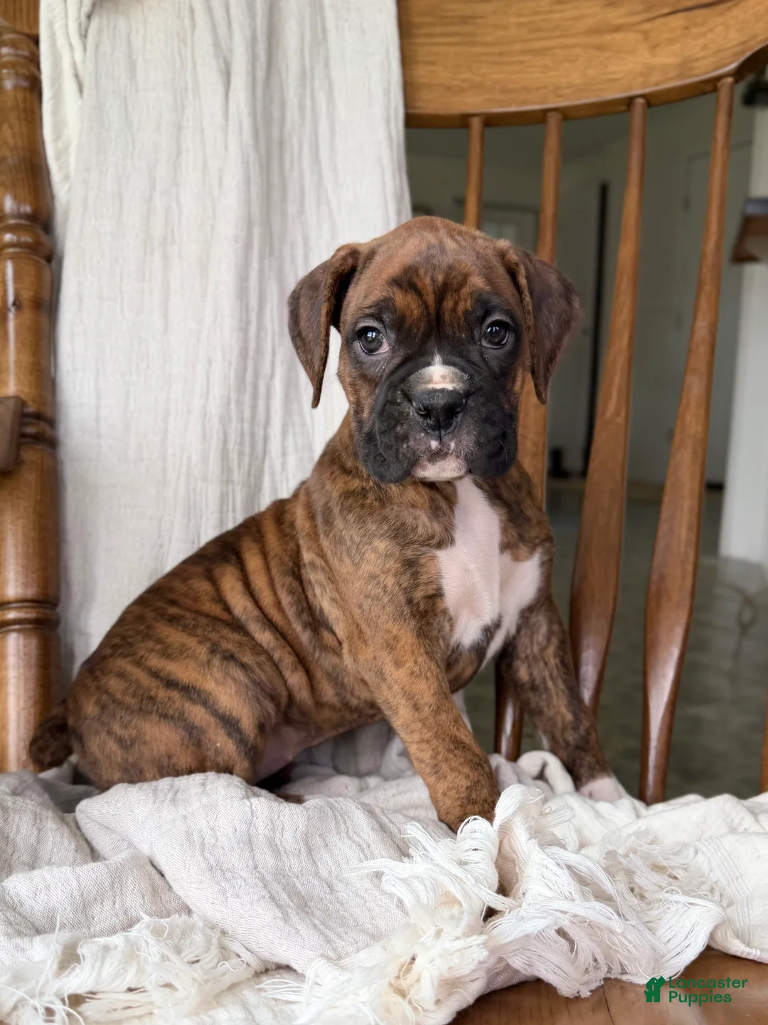 Boxer dogs for sale: Marlee - Ad 2