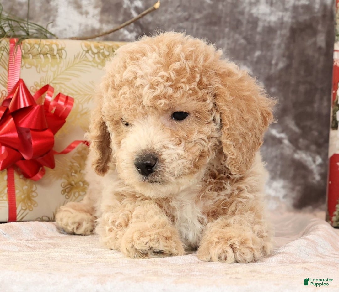 Bichpoo dogs for sale: Ike - Ad 4