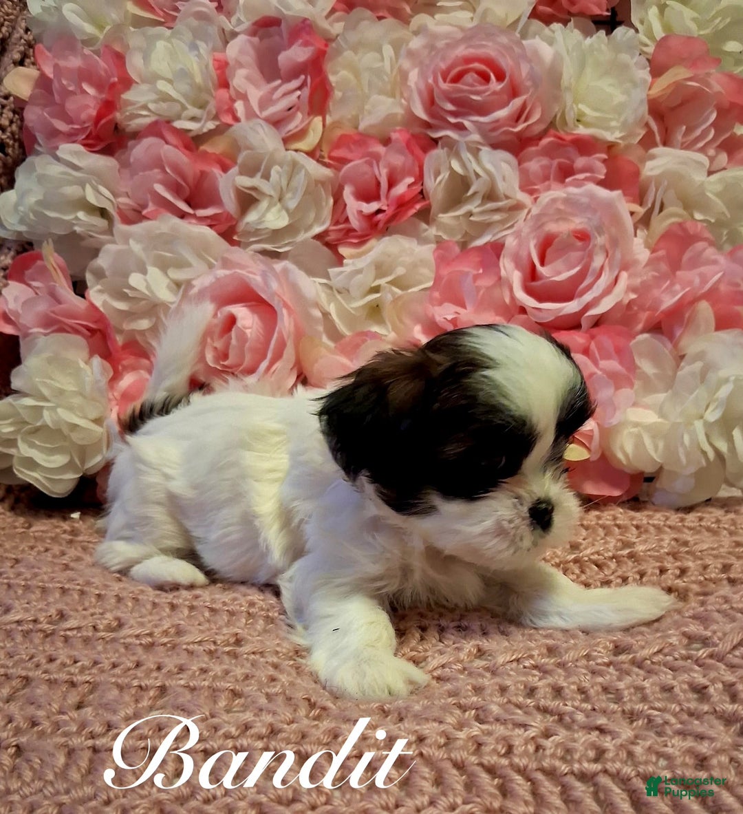 Shih Tzu dogs for sale: Bandit  - Ad 5
