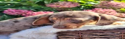 Miniature Dachshund dogs for sale: Murphy  - Ad 10