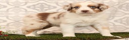 Miniature Australian Shepherd dogs for sale: Rainbow - Ad 5