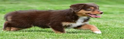 Australian Shepherd dogs for sale: Alice - Ad 2