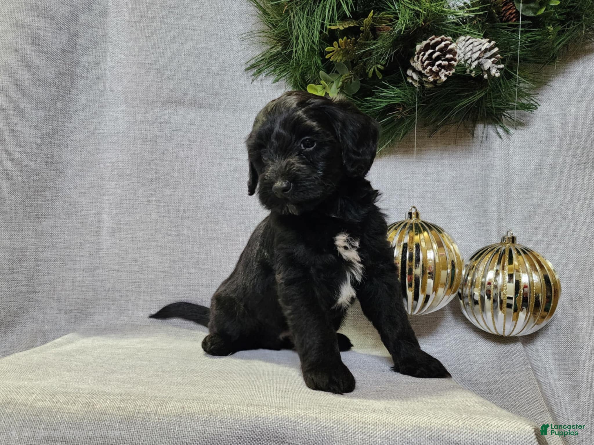 Mini Bernedoodle dogs Grace - Ad 15