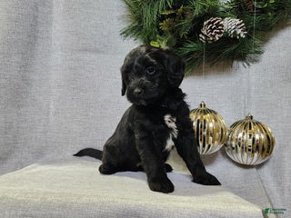 Mini Bernedoodle dogs Grace - Ad 26