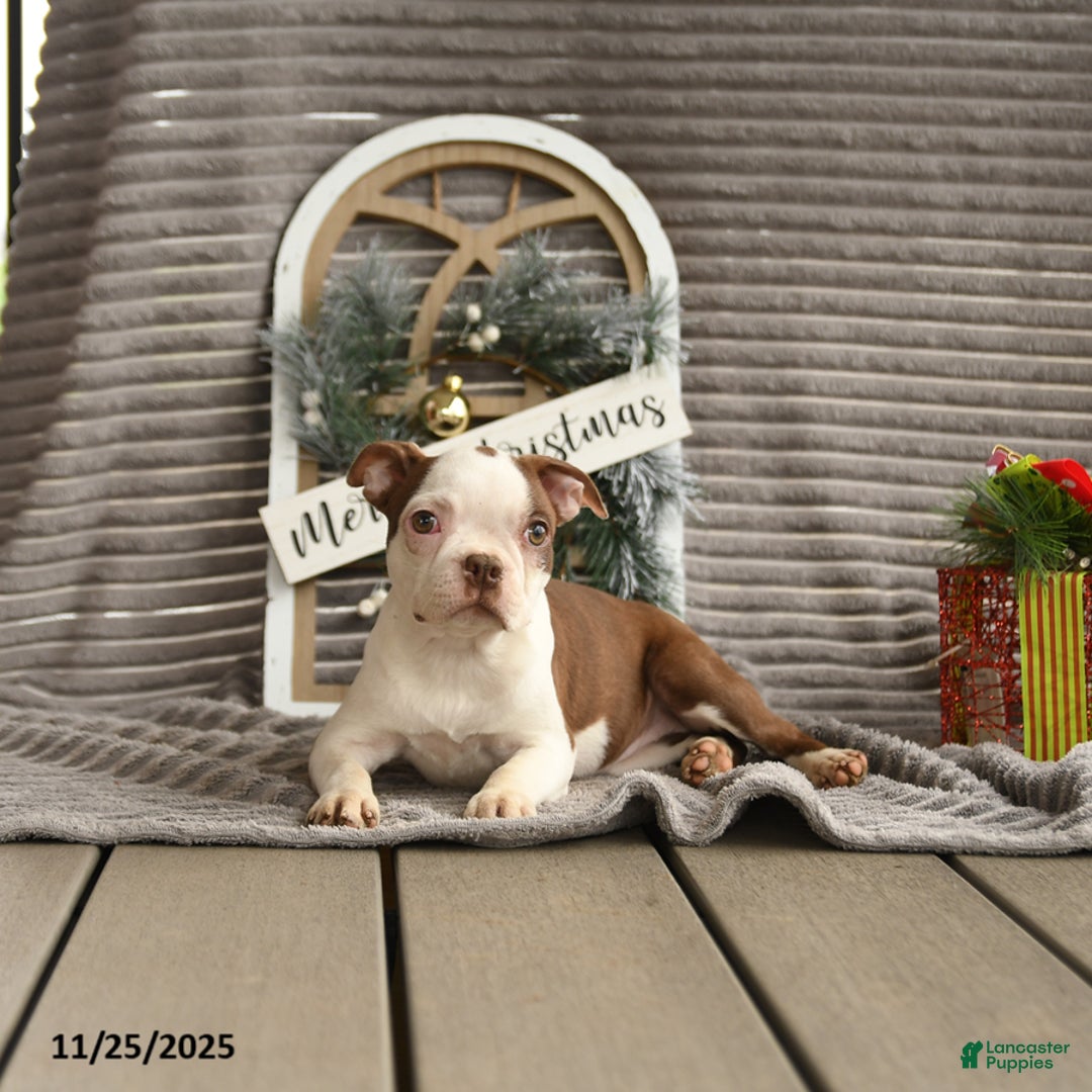 Boston Terrier dogs for sale: Koala - Ad 5