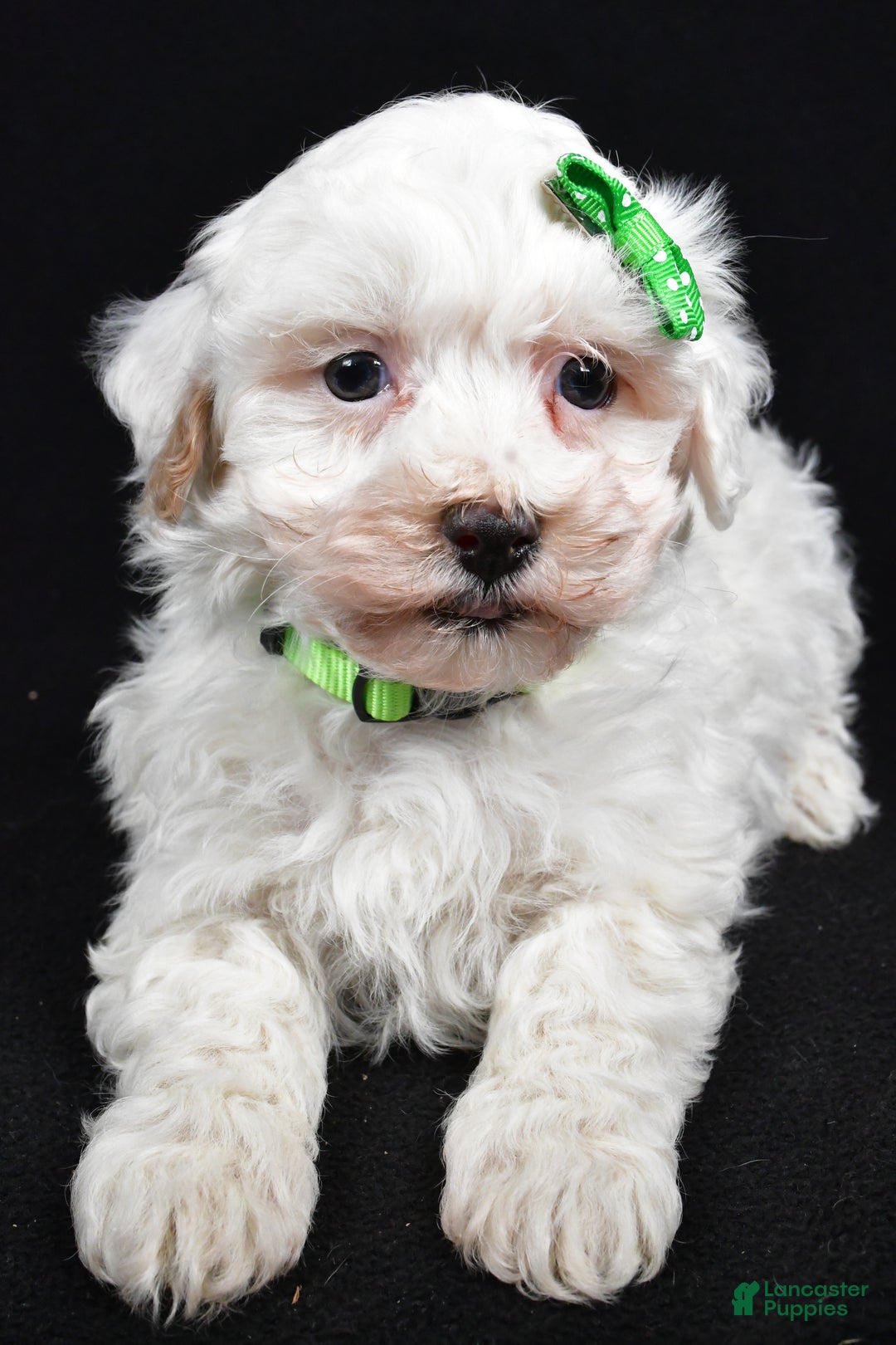 Maltipoo dogs for sale: Joshua - Ad 5