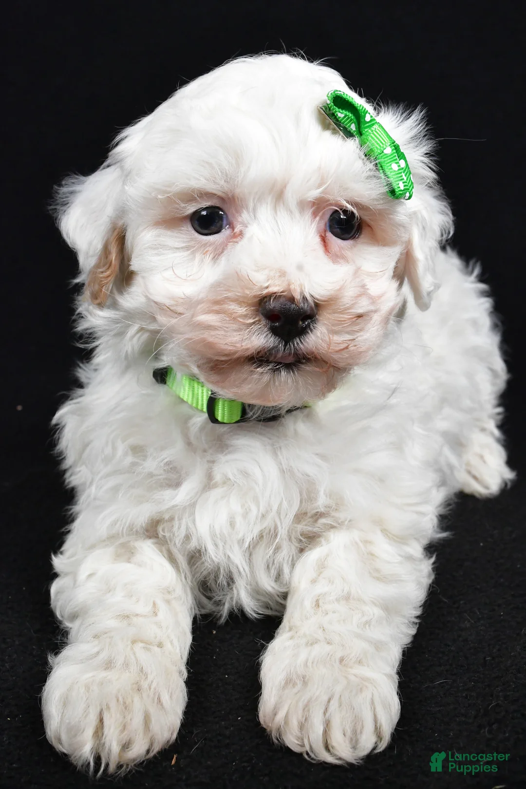 Maltipoo dogs for sale: Joshua - Ad 5