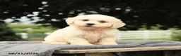 Bichon Frise dogs for sale: Lester - Ad 2