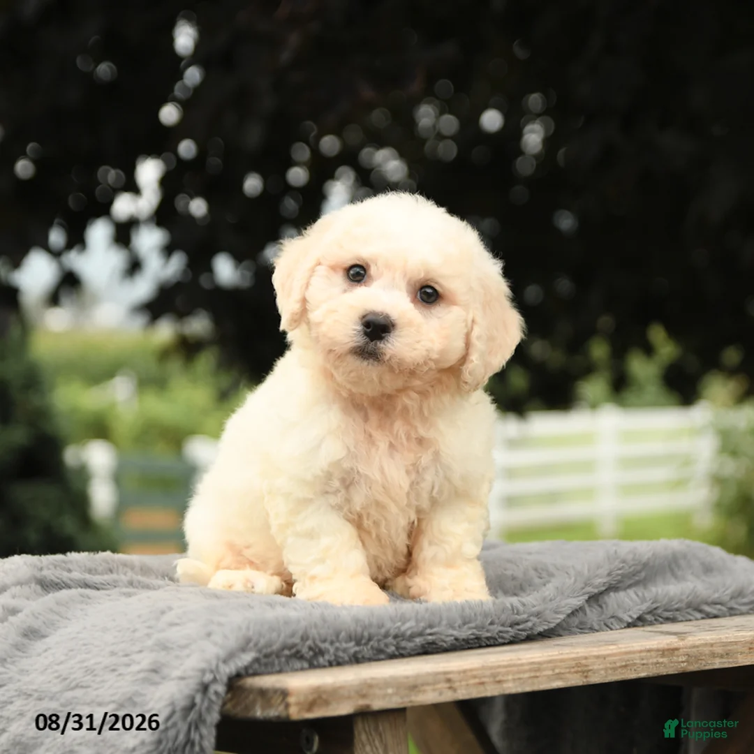 Bichon Frise dogs for sale: Lester - Ad 2