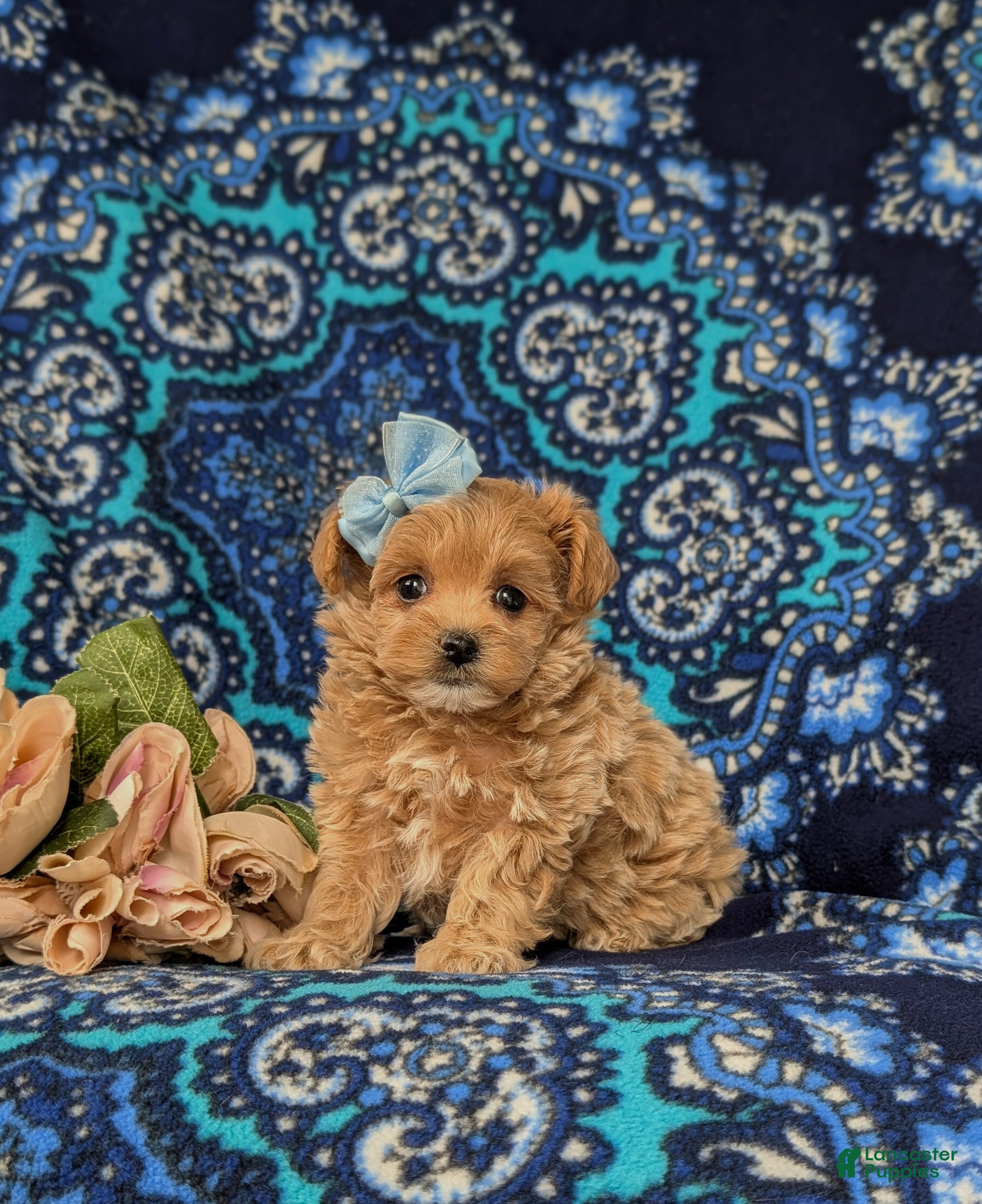Maltipoo dogs Skyler 6 lbs Full Grown - Ad 2