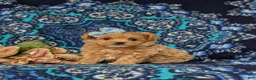 Maltipoo dogs for sale: Skyler 6 lbs Full Grown - Ad 2