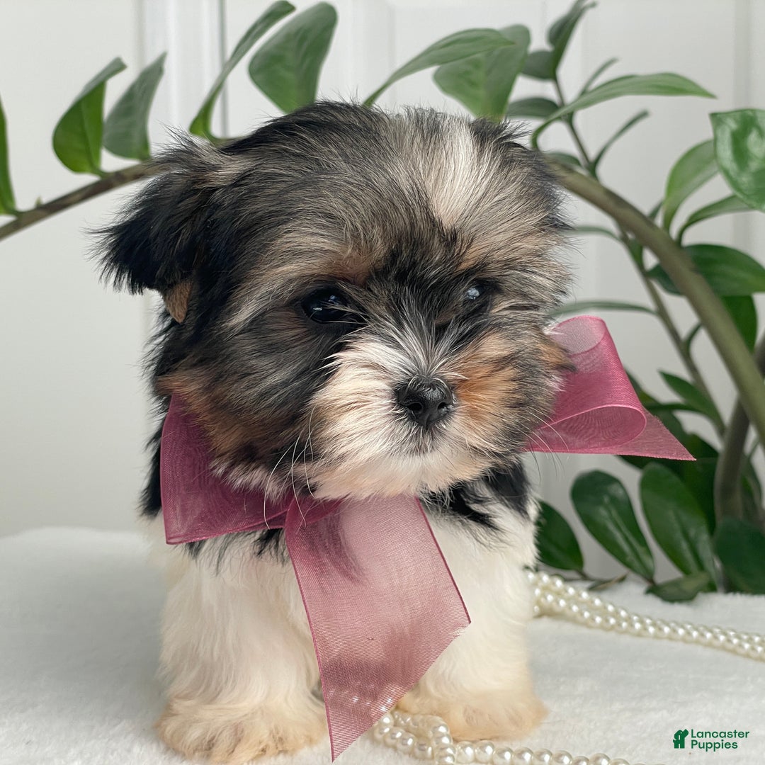 Biewer Terrier dogs for sale: Chichi - Ad 2