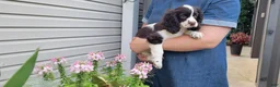 Mixed Breed dogs for sale: Kisses - Ad 5