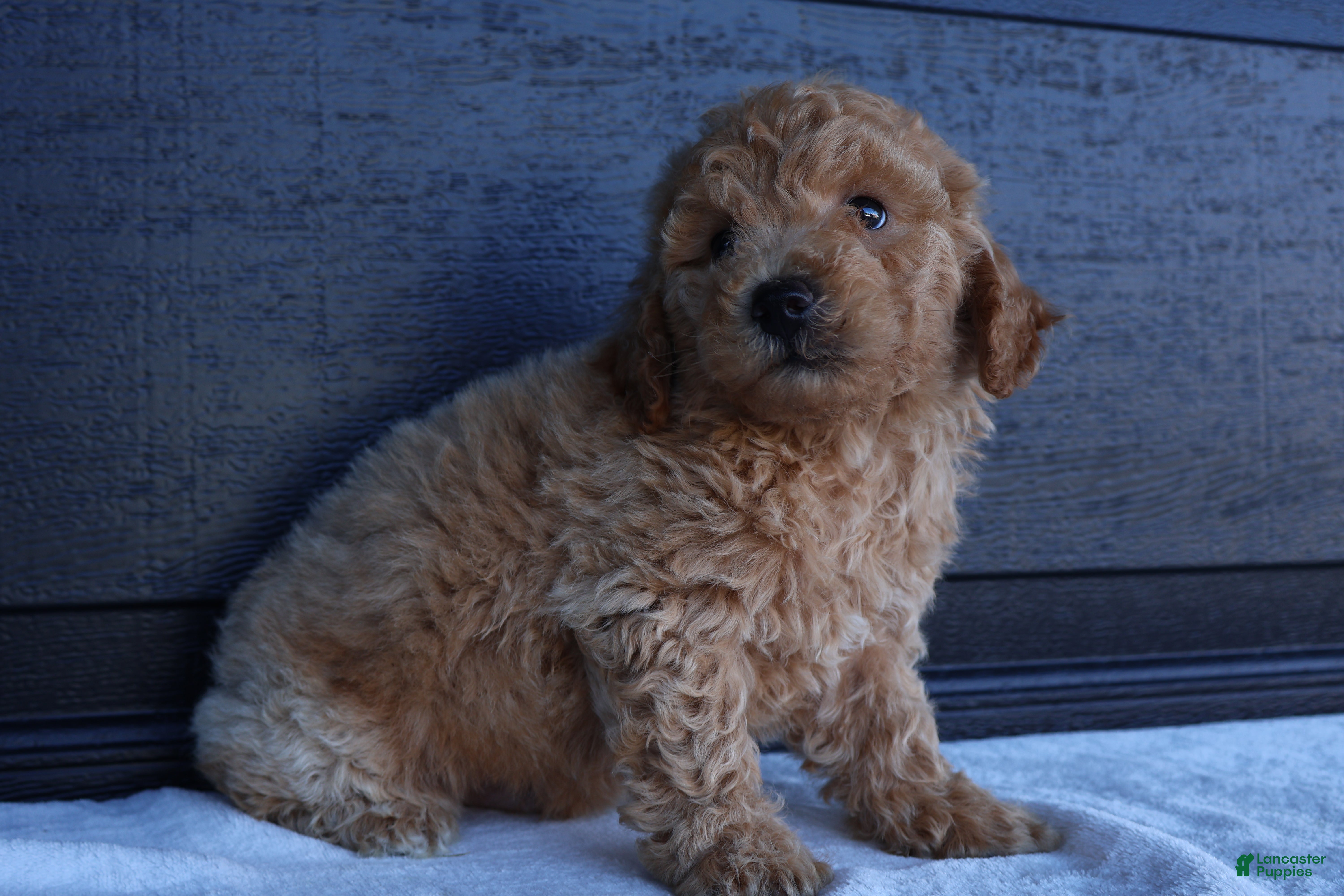 Bichpoo dogs Snickers - Ad 1