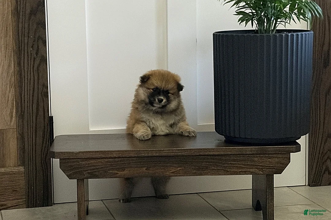 Gallery Image {{count}}