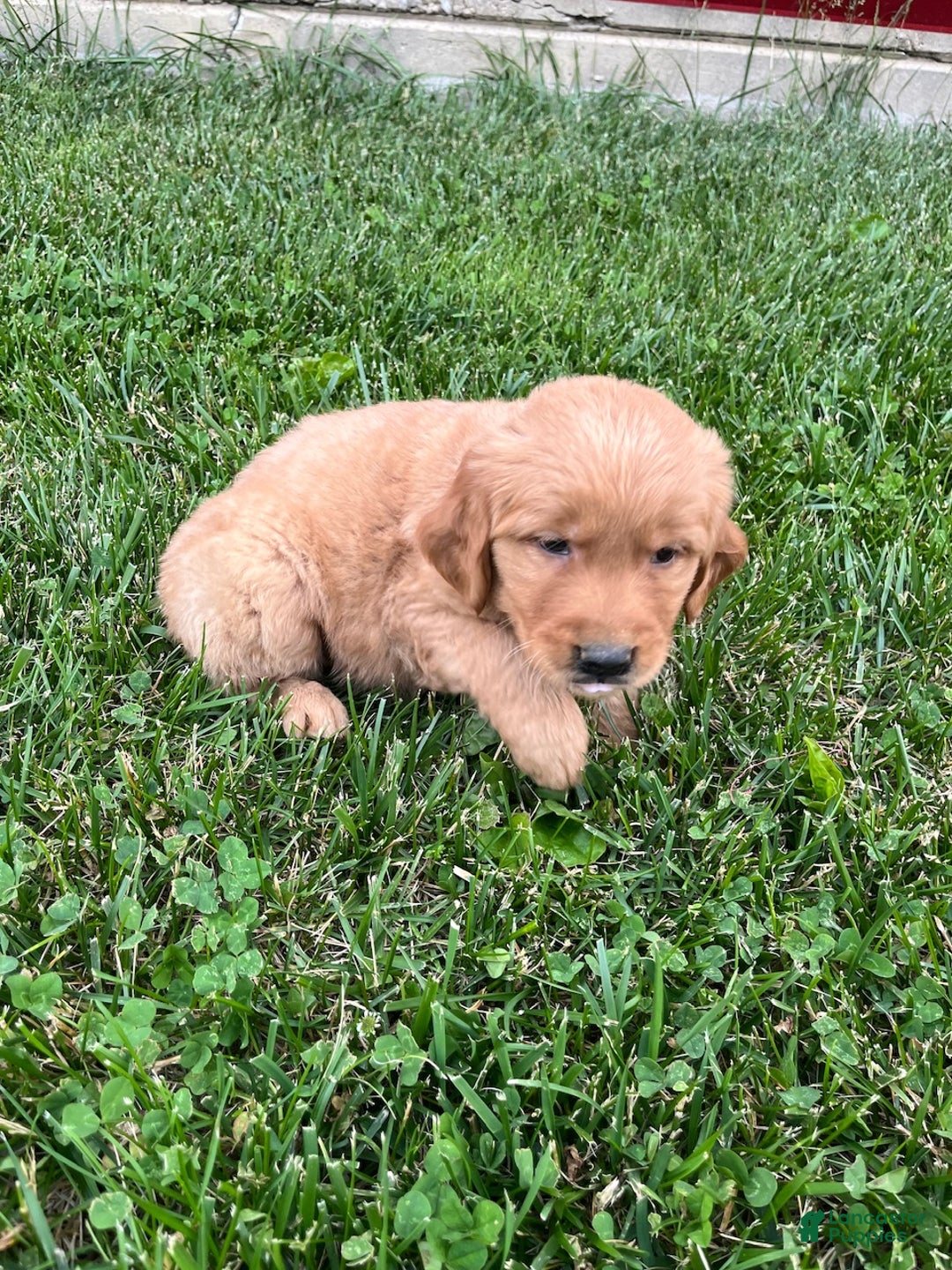 Golden Retriever dogs for sale: Baker - Ad 2