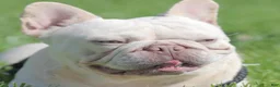 French Bulldog dogs for sale: White Prada  - Ad 3
