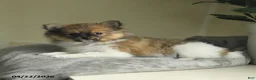 Pomeranian dogs for sale: Star - Ad 4