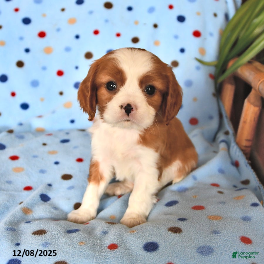 Cavalier King Charles Spaniel dogs Reddy - Ad 2