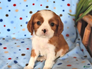 Cavalier King Charles Spaniel dogs Reddy - Ad 38